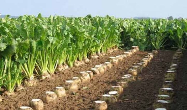 آذربایجان‌غربی قطب چغندرقند بهاره کشور است/ کشت پاییزه، آینده تولید شکر را تضمین می‌کند